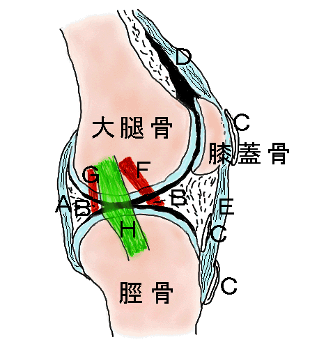 膝関節の図